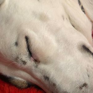 Meet your Posher, Isabel